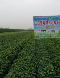 高唐县花生试验示范田