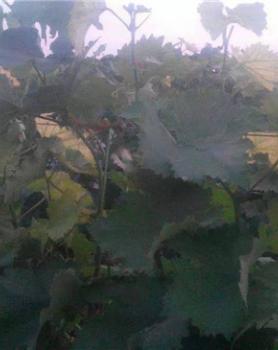 省永年县张西堡镇豆下乡村 葡萄基地施用新超肥料效果